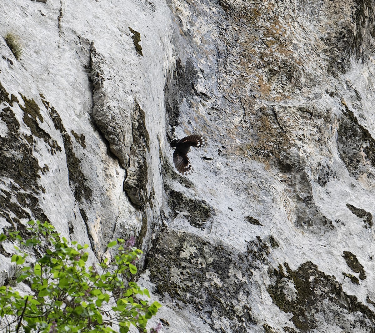 Wallcreeper - ML620100582