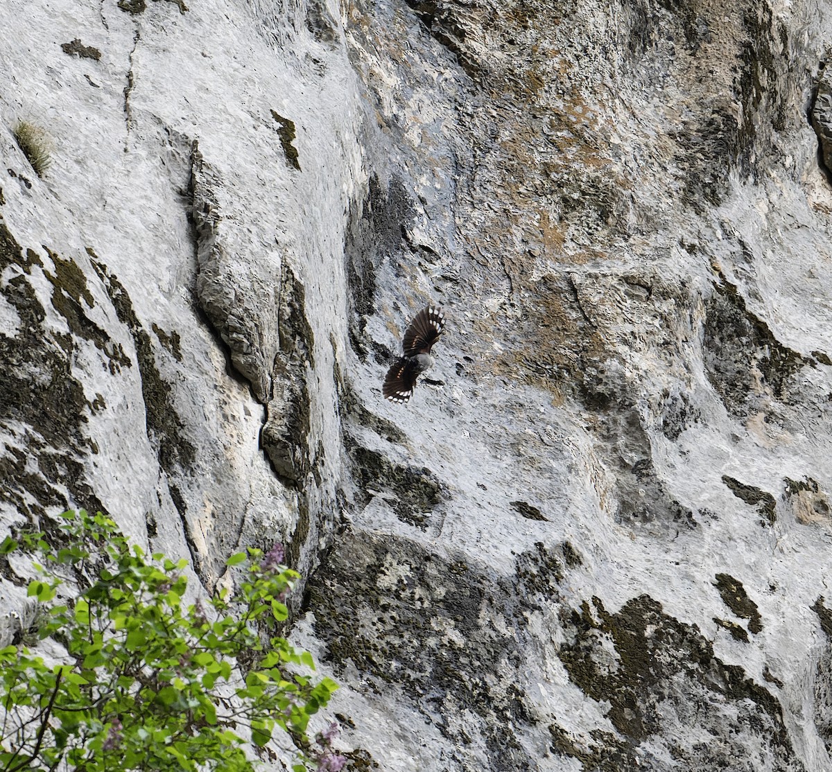 Wallcreeper - ML620100583