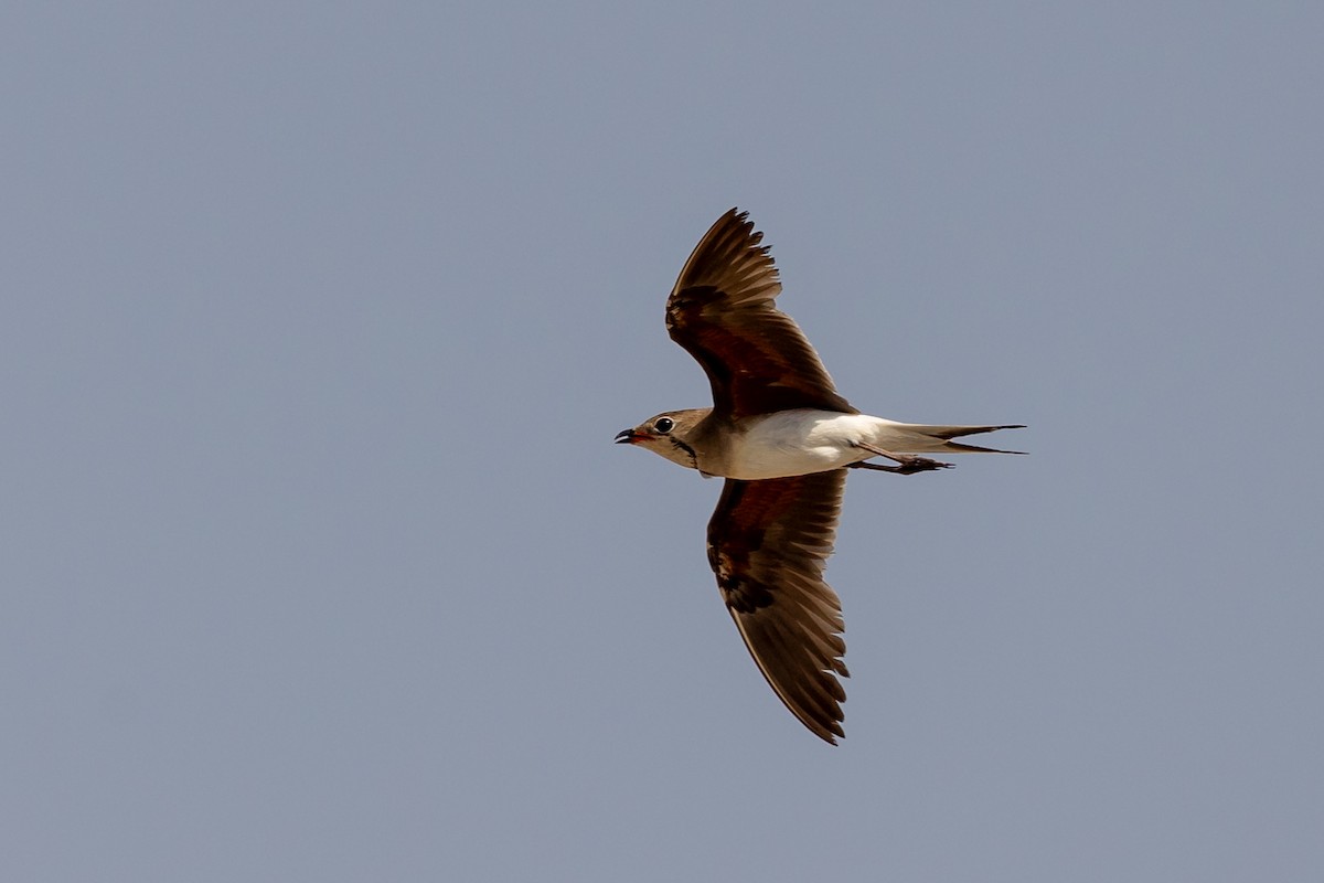 Collared Pratincole - ML620100591