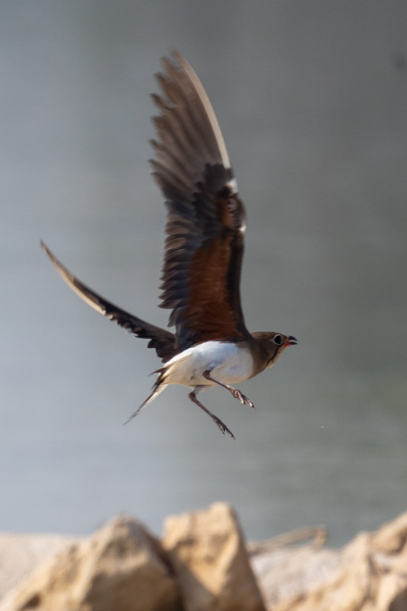 Collared Pratincole - ML620100592