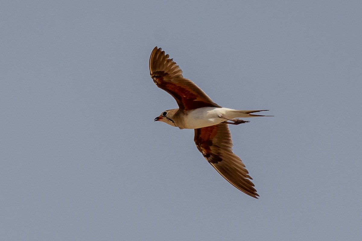 Collared Pratincole - ML620100593