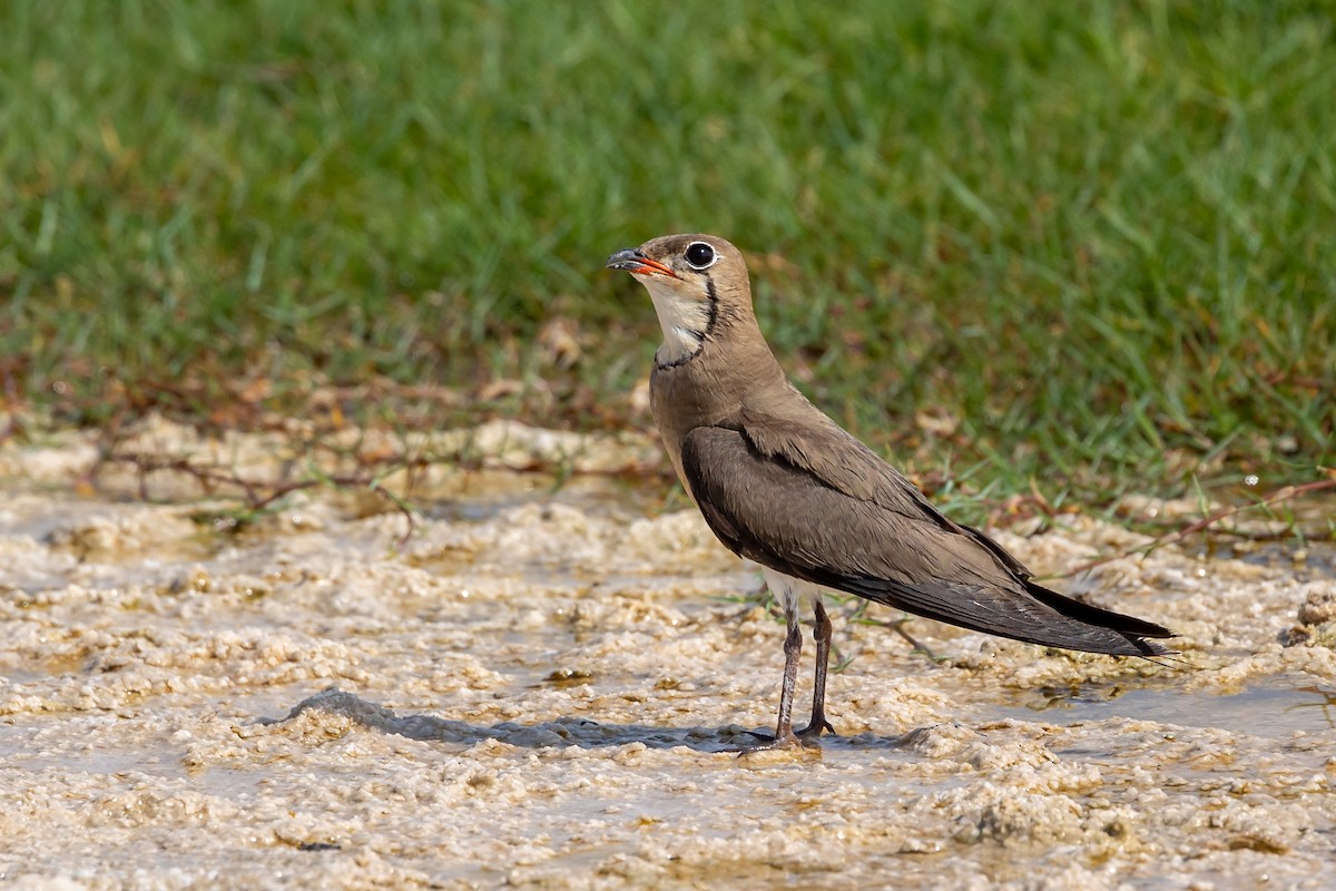 Collared Pratincole - ML620100597