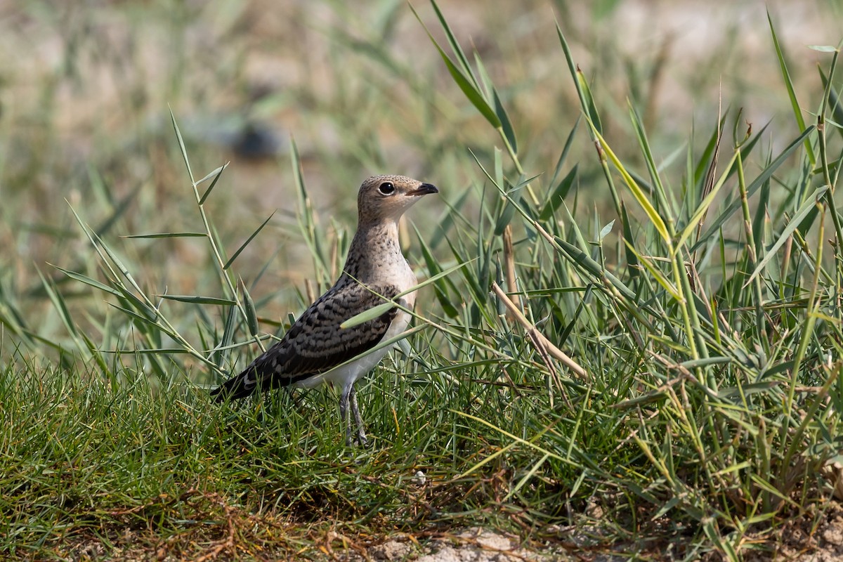 Collared Pratincole - ML620100598