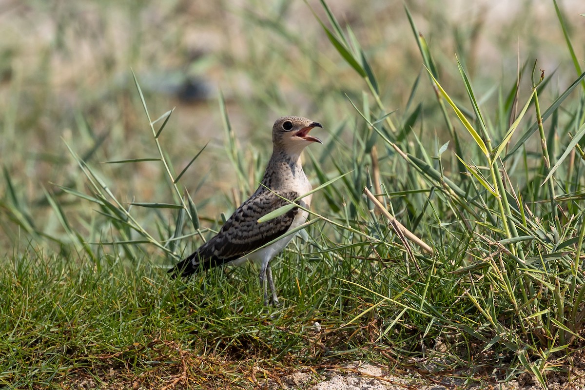 Collared Pratincole - ML620100599