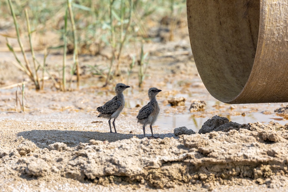 Collared Pratincole - ML620100600