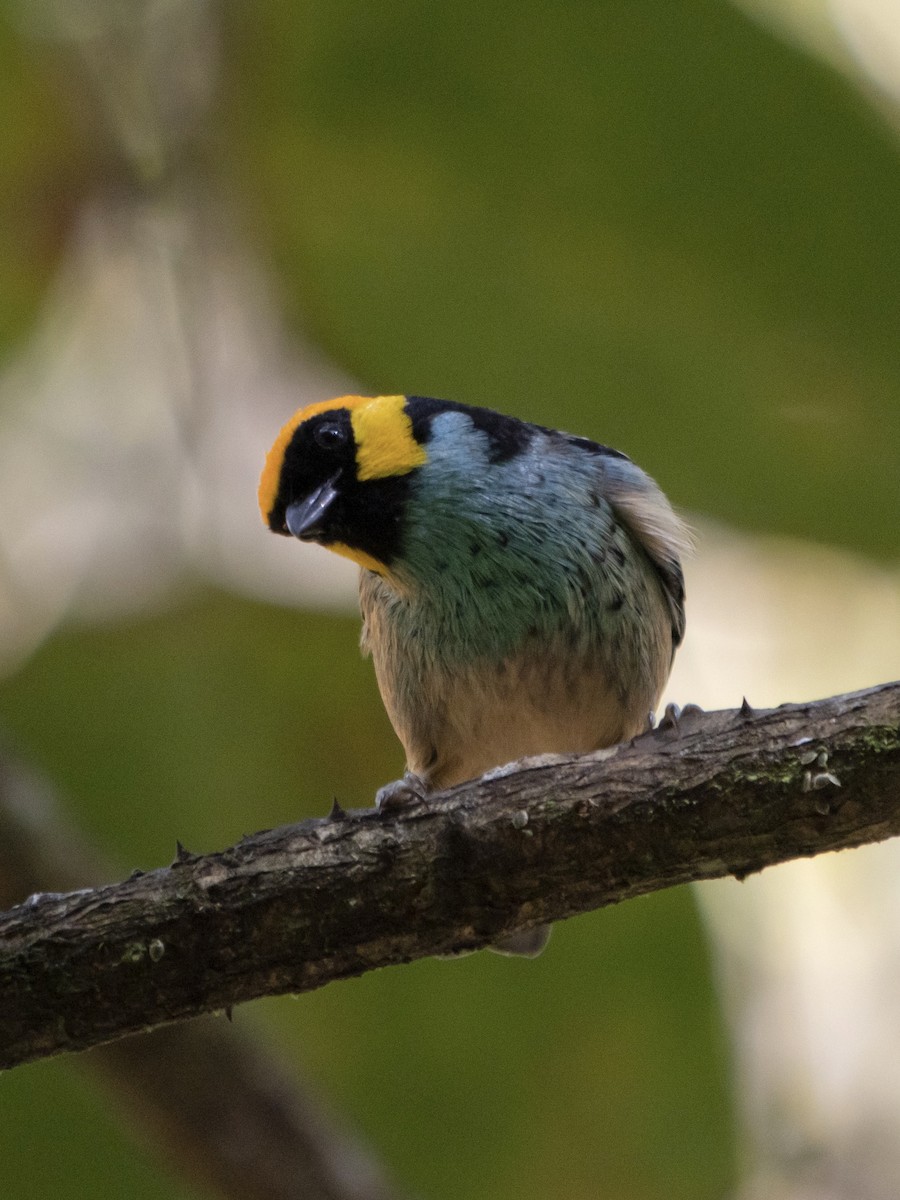 Saffron-crowned Tanager - ML620100603