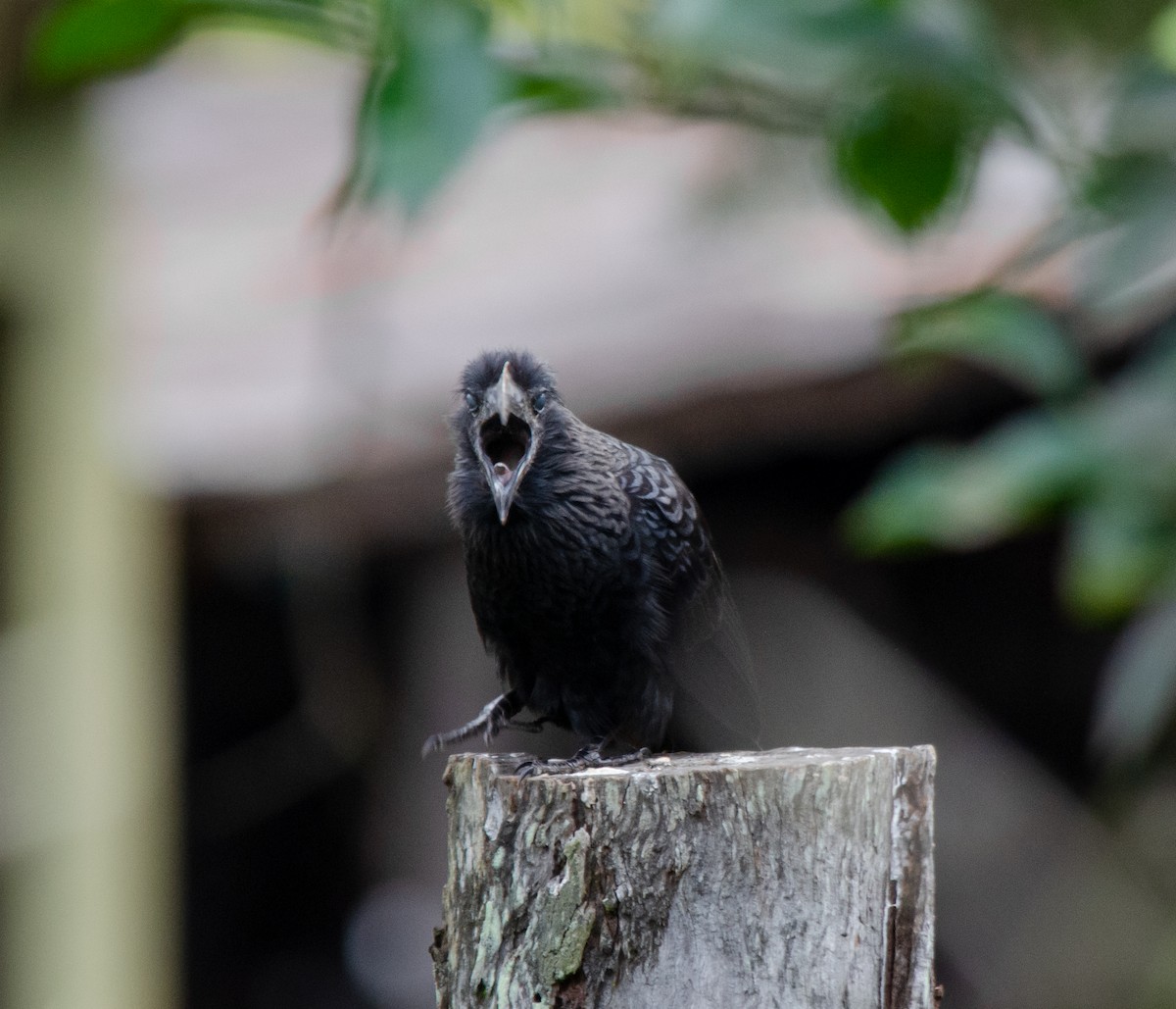 Smooth-billed Ani - ML620100607