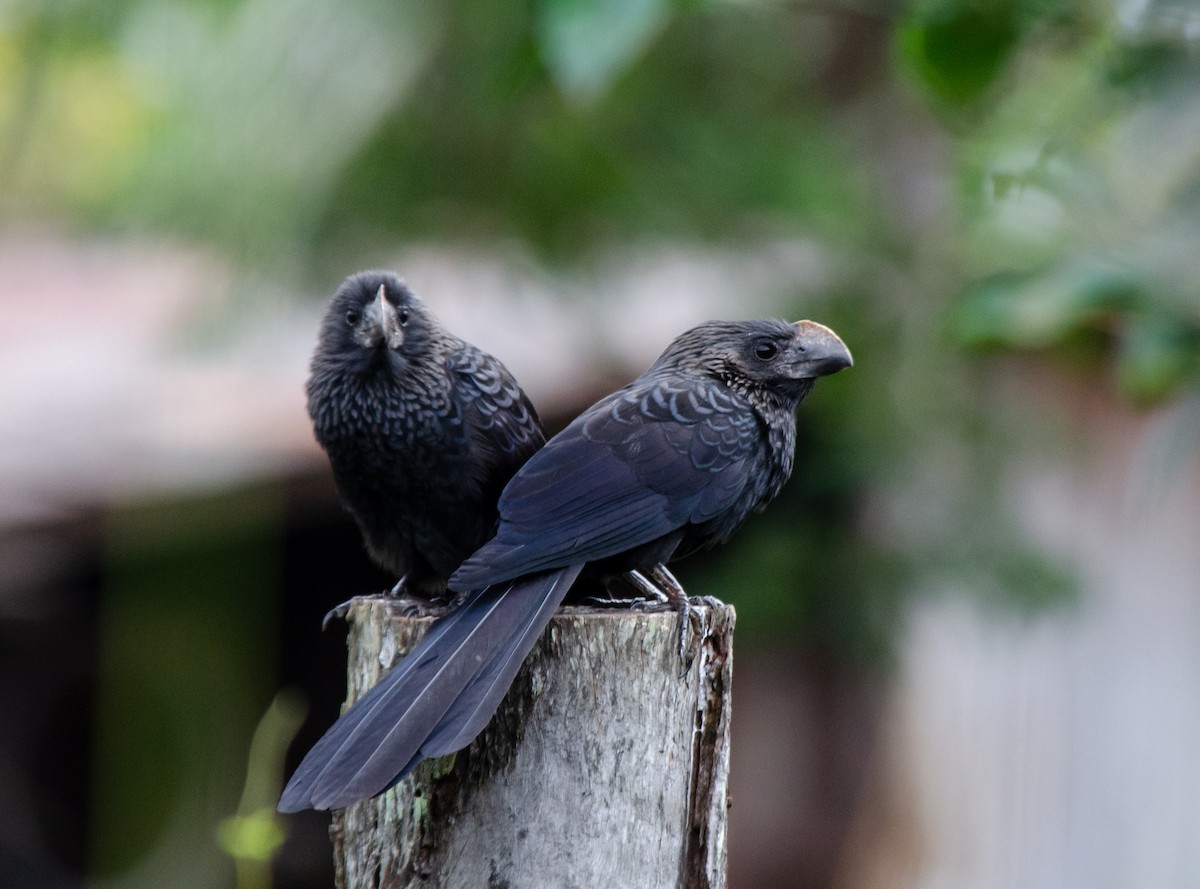 Smooth-billed Ani - ML620100608