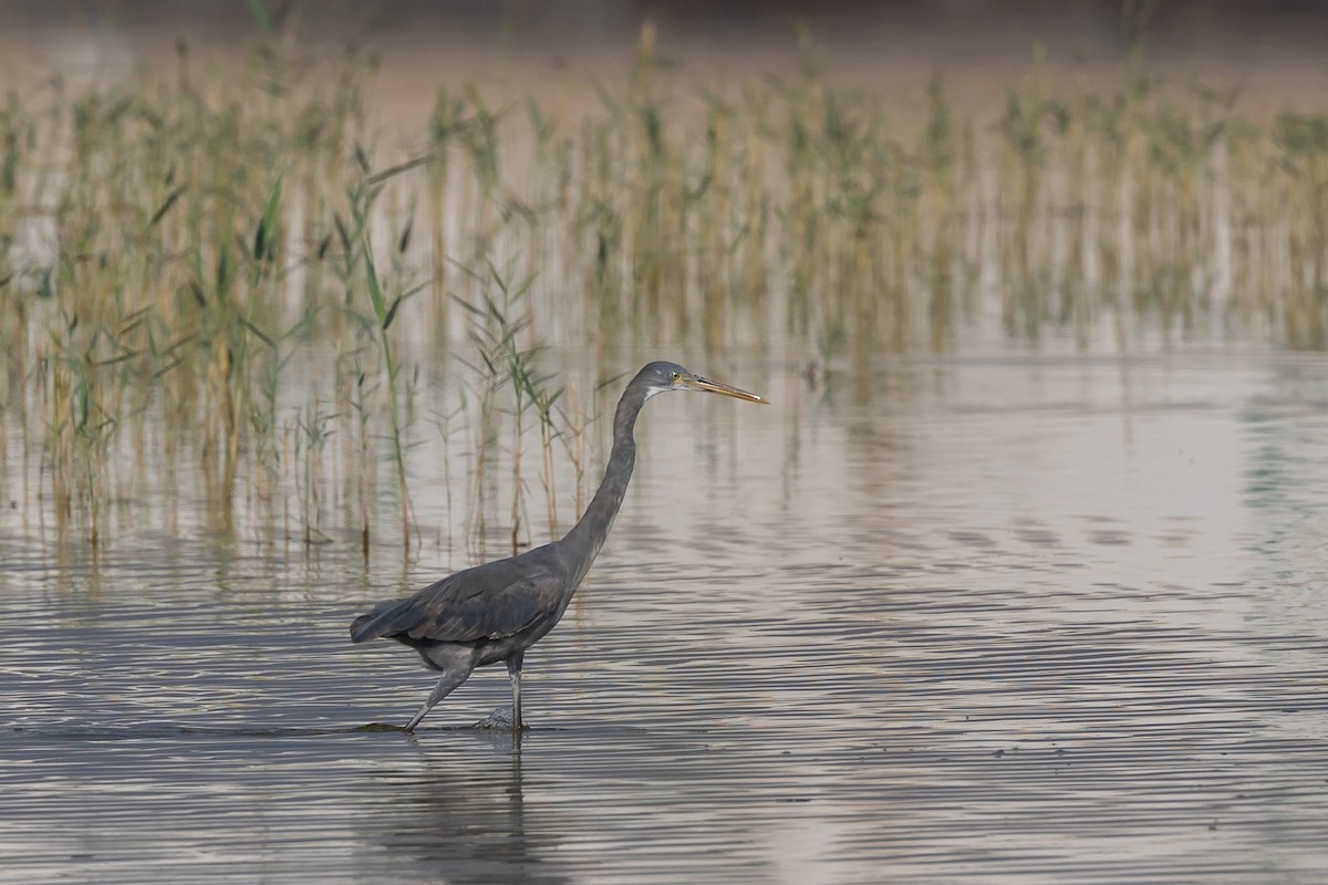 Western Reef-Heron - ML620100609