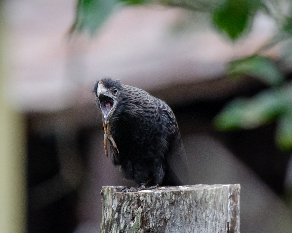 Smooth-billed Ani - ML620100610