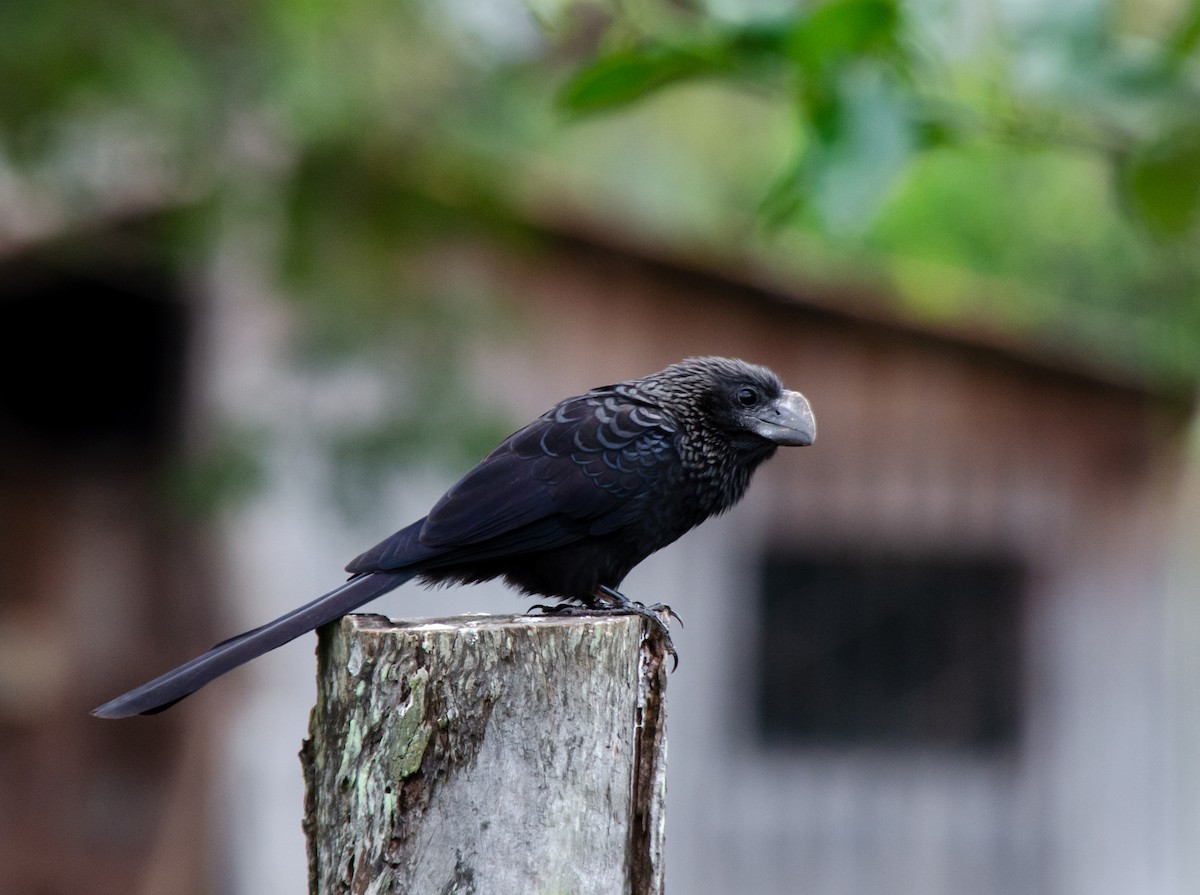 Smooth-billed Ani - ML620100611