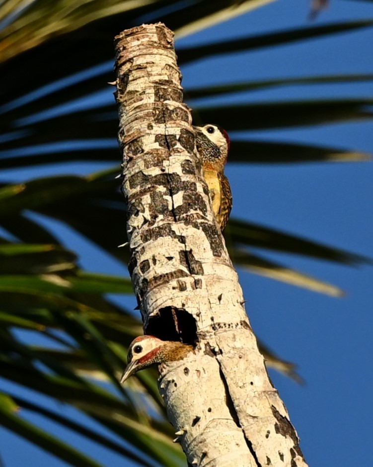 Spot-breasted Woodpecker - ML620100612