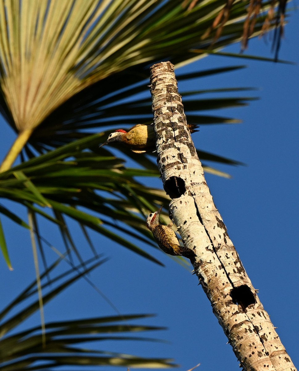 Spot-breasted Woodpecker - ML620100613