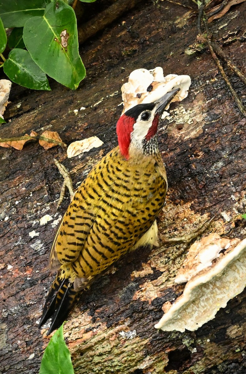 Spot-breasted Woodpecker - ML620100614