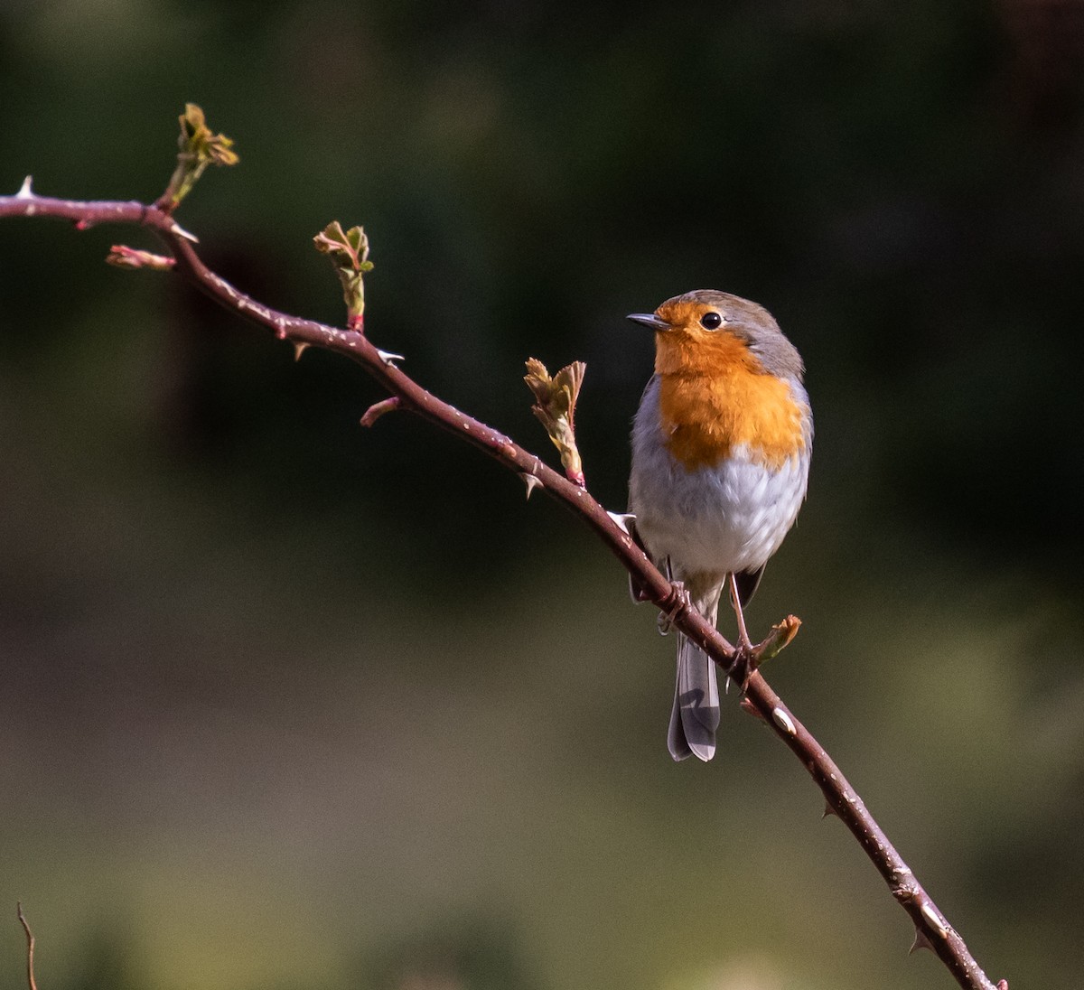 European Robin - ML620100617