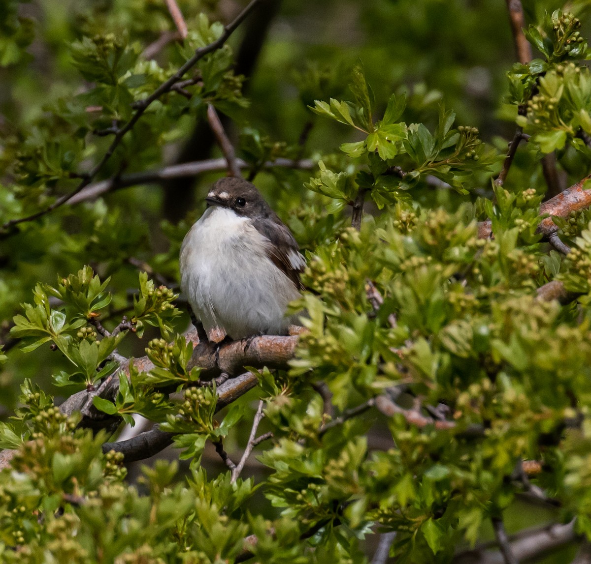 European Pied Flycatcher - ML620100620