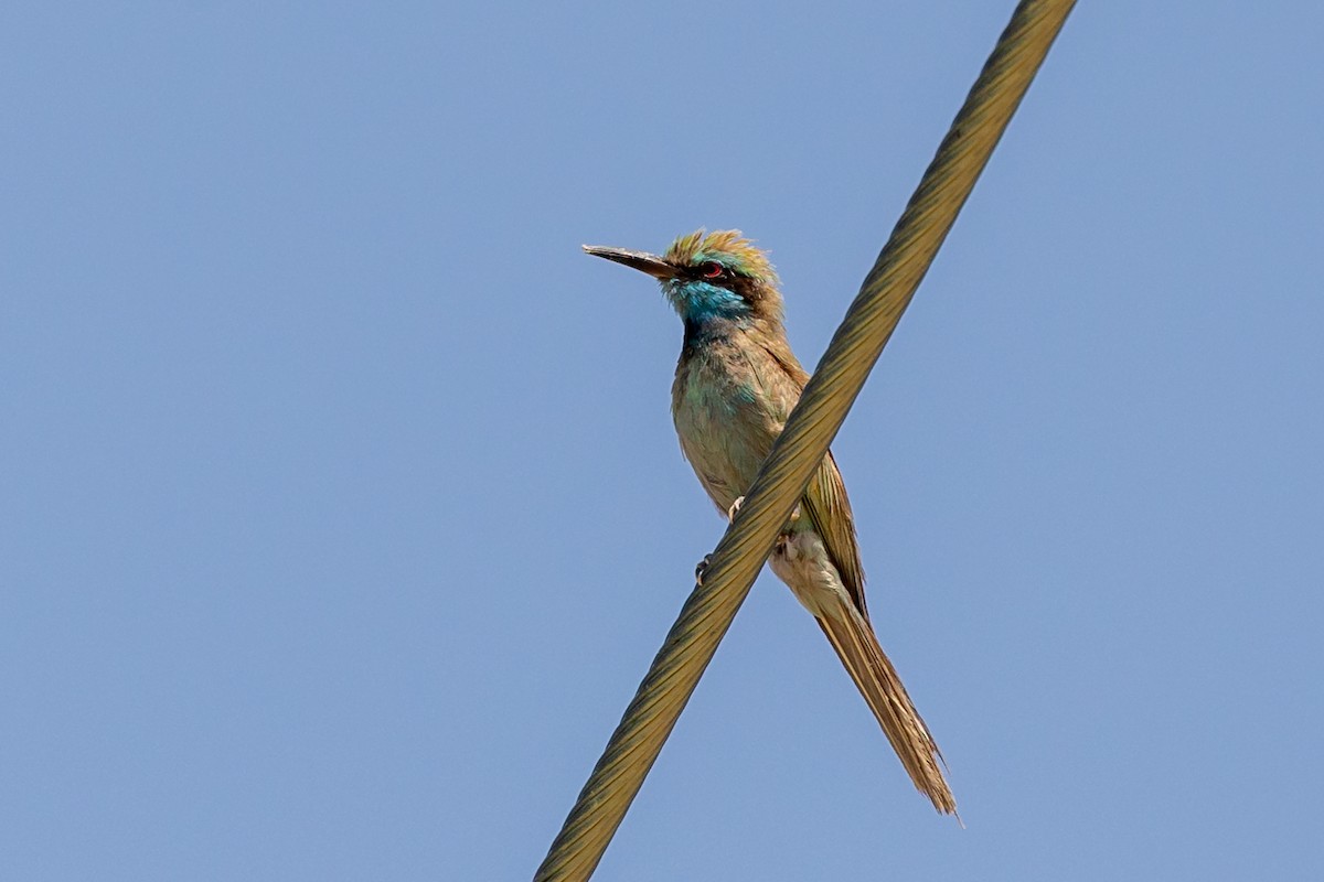 Arabian Green Bee-eater - ML620100622