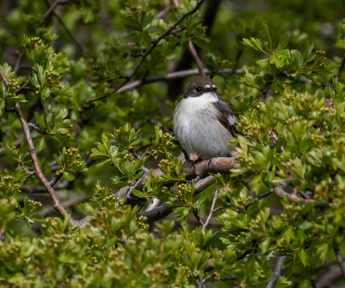 European Pied Flycatcher - ML620100625