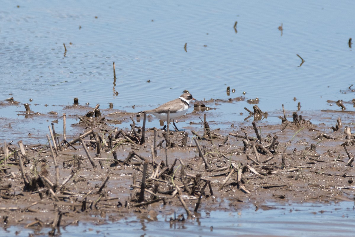 Semipalmated Plover - ML620100626