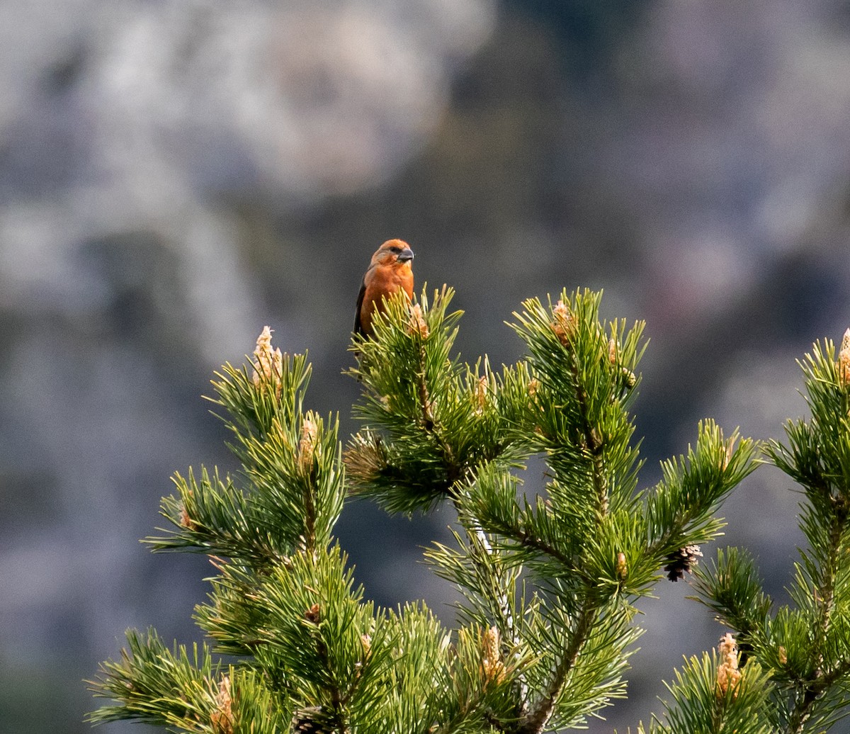 Red Crossbill - ML620100630