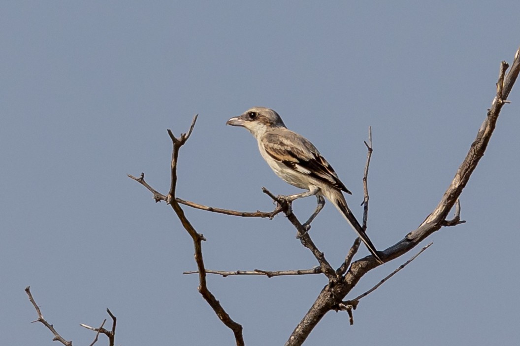 Great Gray Shrike - ML620100631