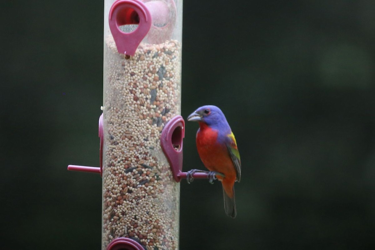 Painted Bunting - ML620100633