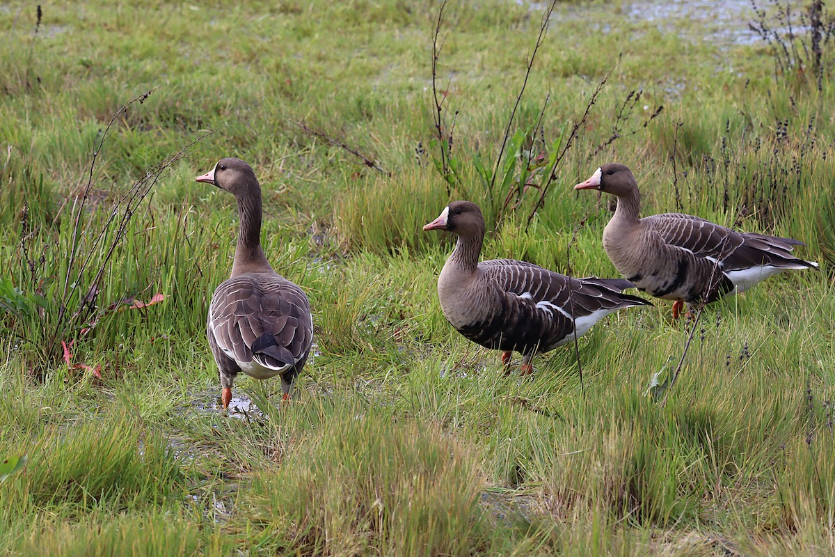 Greater White-fronted Goose - ML620100635