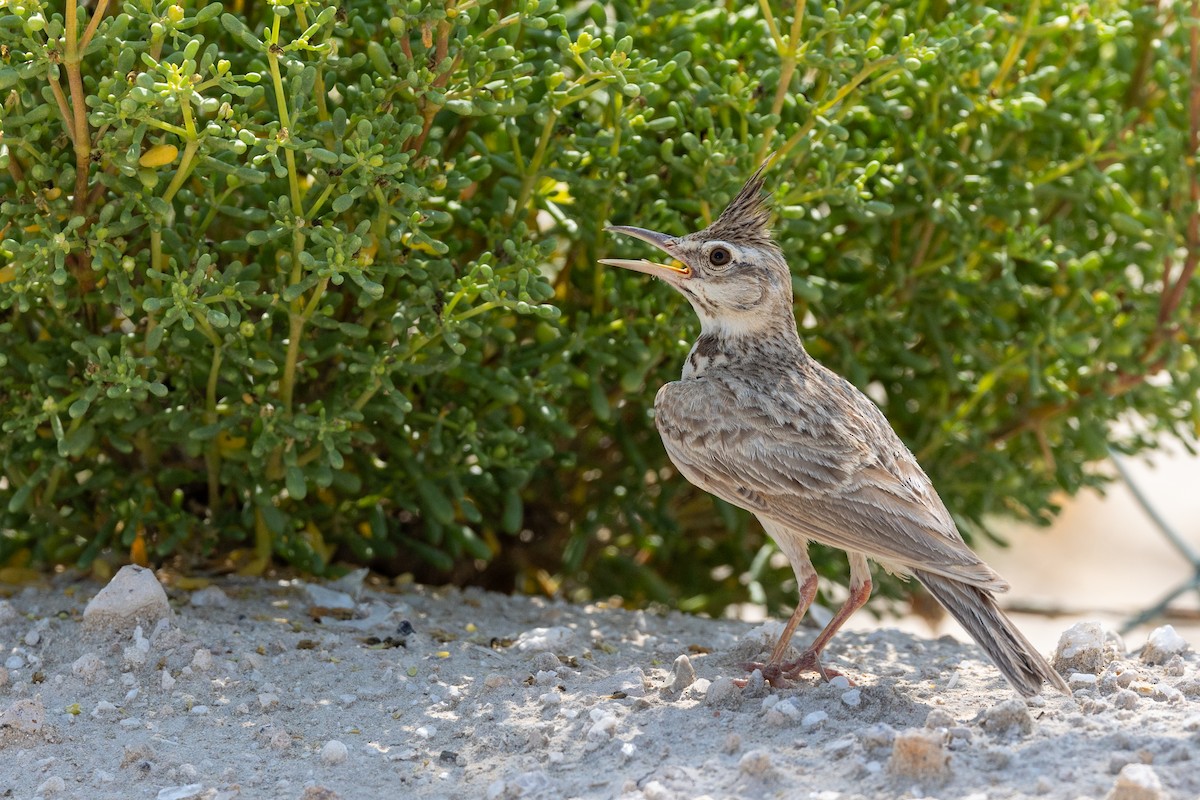 Crested Lark - ML620100640