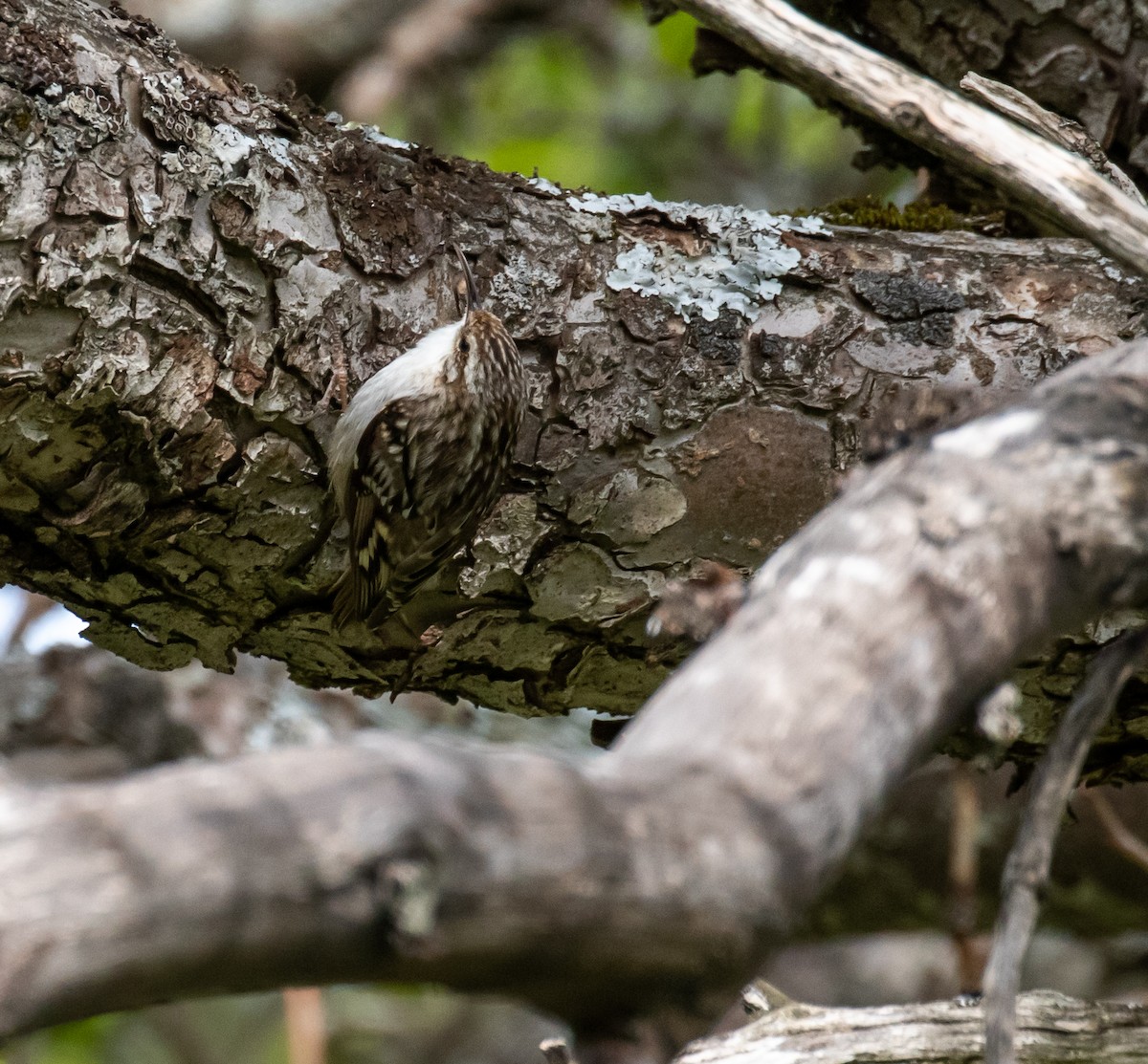 Short-toed Treecreeper - ML620100642