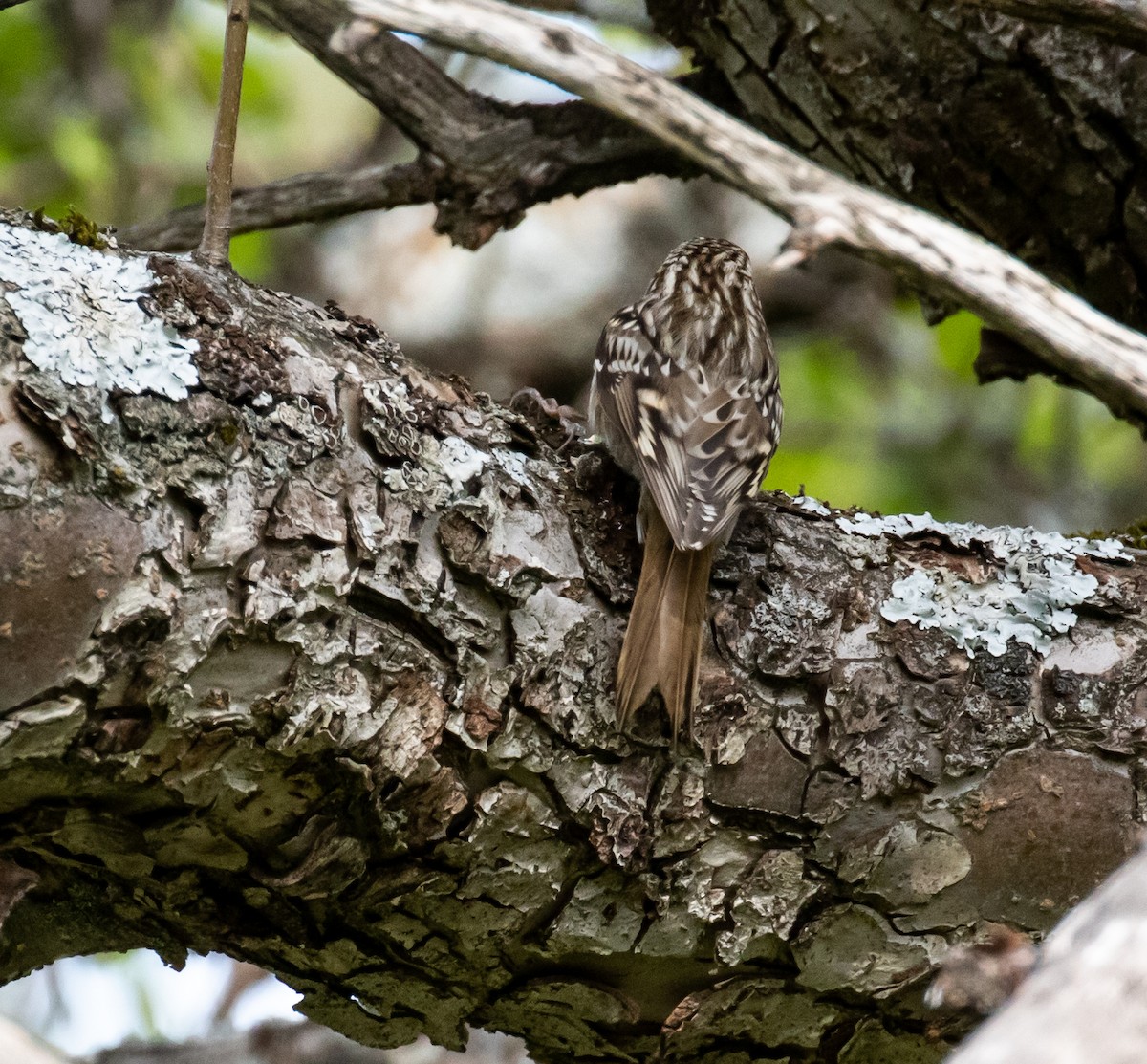 Short-toed Treecreeper - ML620100648