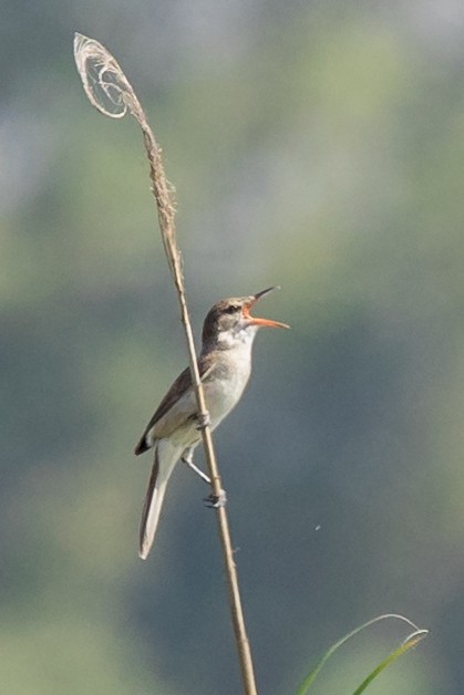 Clamorous Reed Warbler - Nikos Mavris