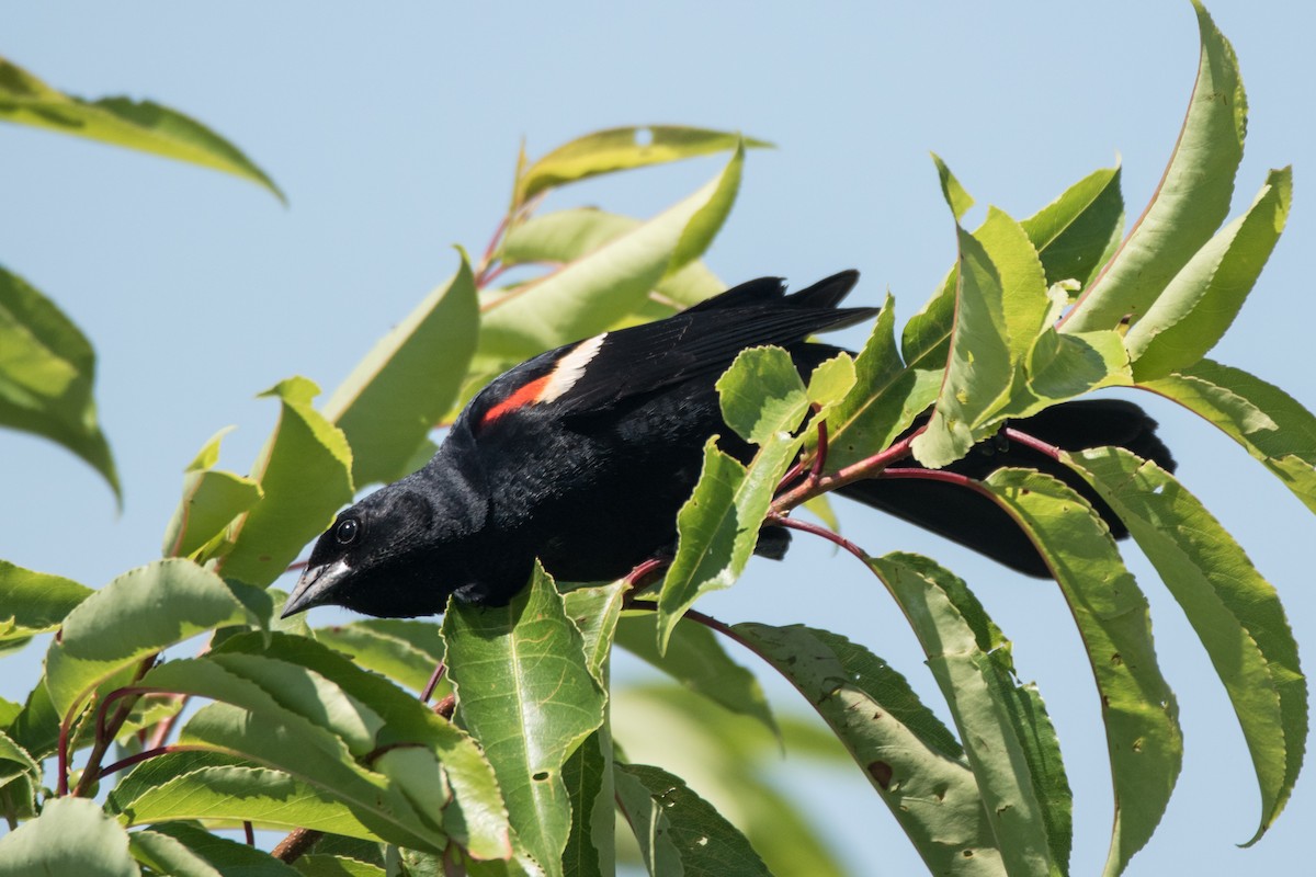 Red-winged Blackbird - ML620100661