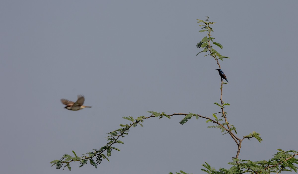 Purple Sunbird - ML620100671