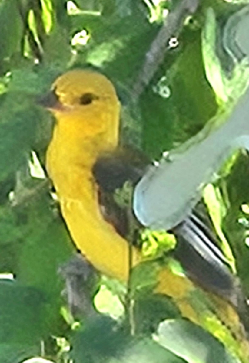 Oriole maculé - ML620100674