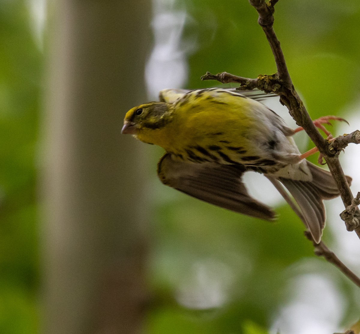 European Serin - ML620100675