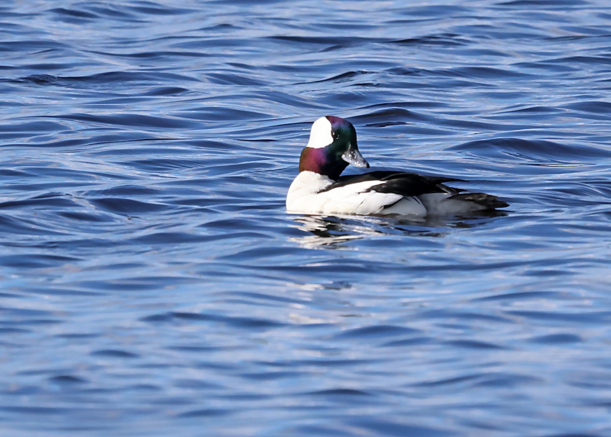 Bufflehead - ML620100677