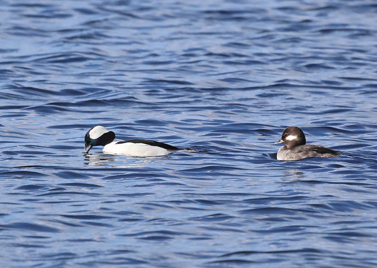 Bufflehead - ML620100687