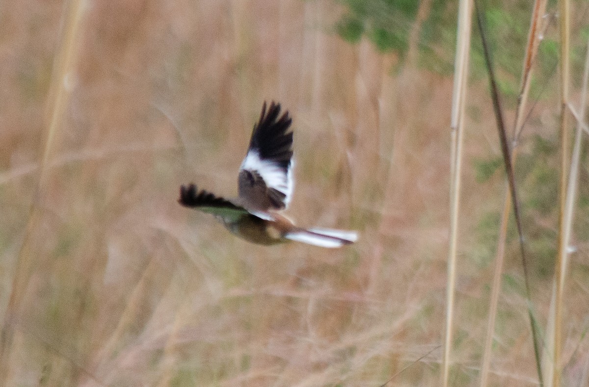 White-banded Mockingbird - Iván Eroles