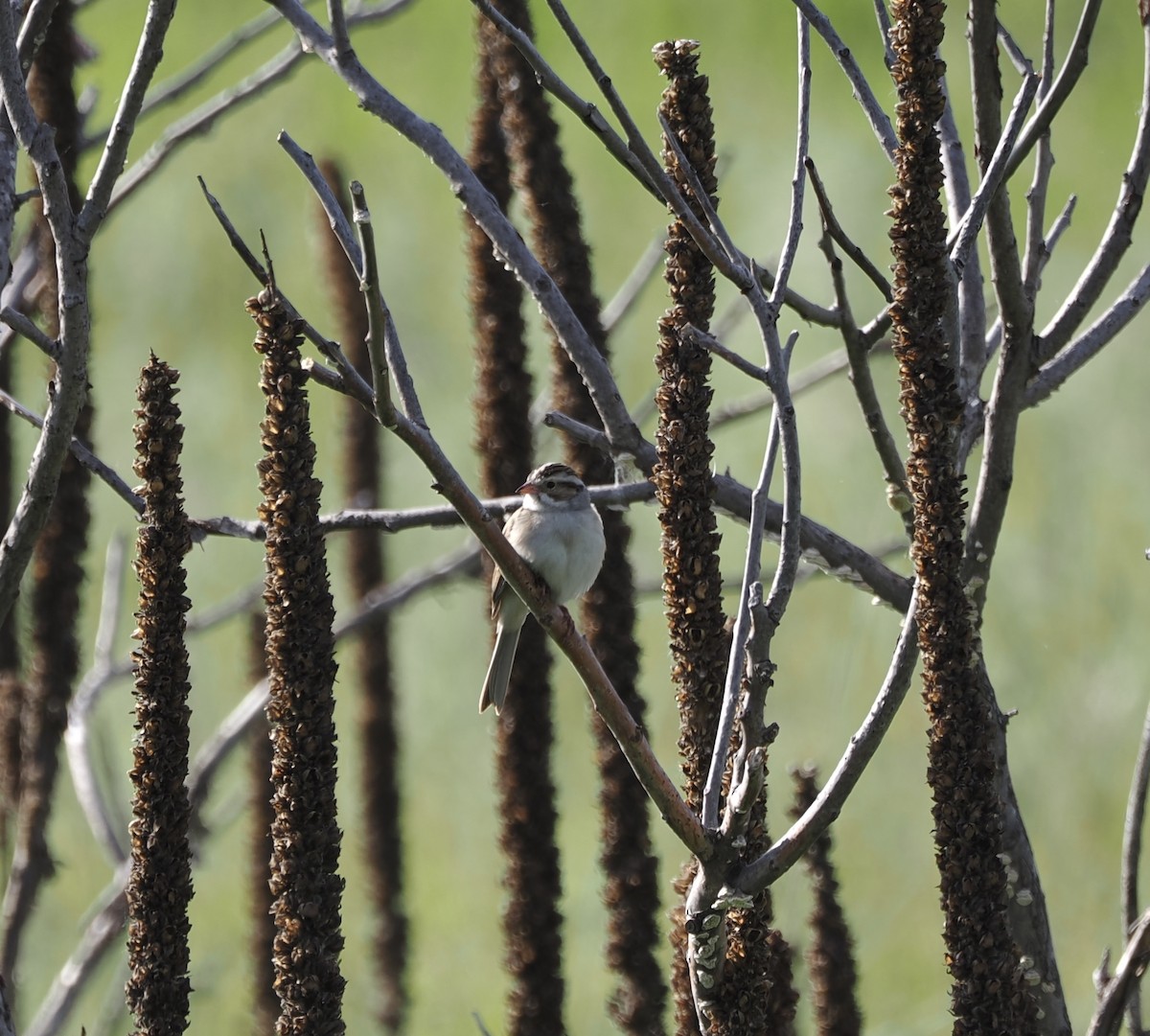 Clay-colored Sparrow - ML620100695