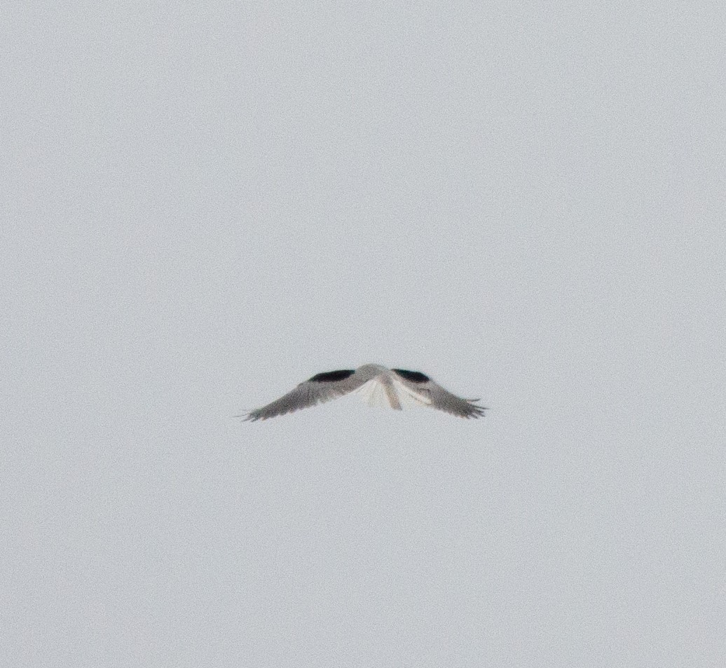 White-tailed Kite - ML620100701
