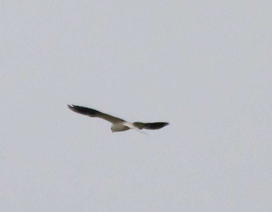 White-tailed Kite - ML620100702