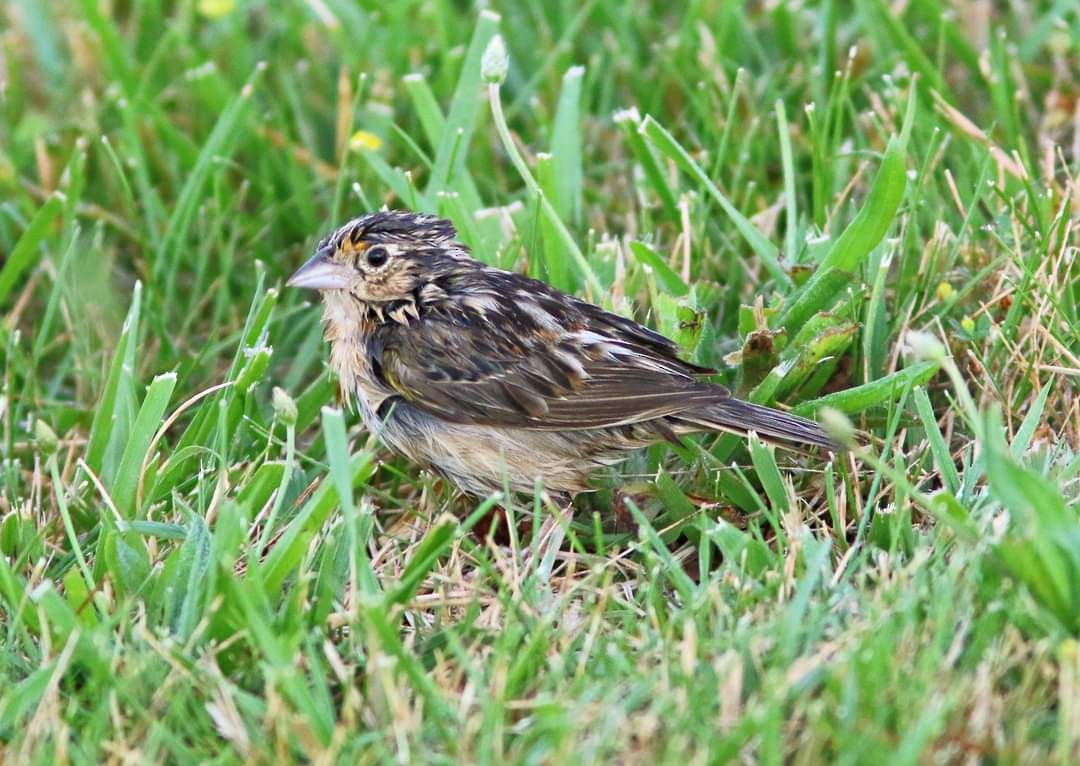 Grasshopper Sparrow - ML620100707