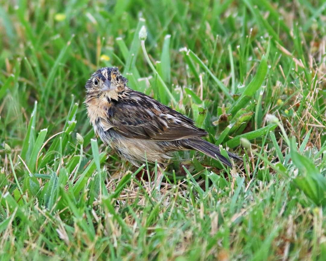 Grasshopper Sparrow - ML620100709