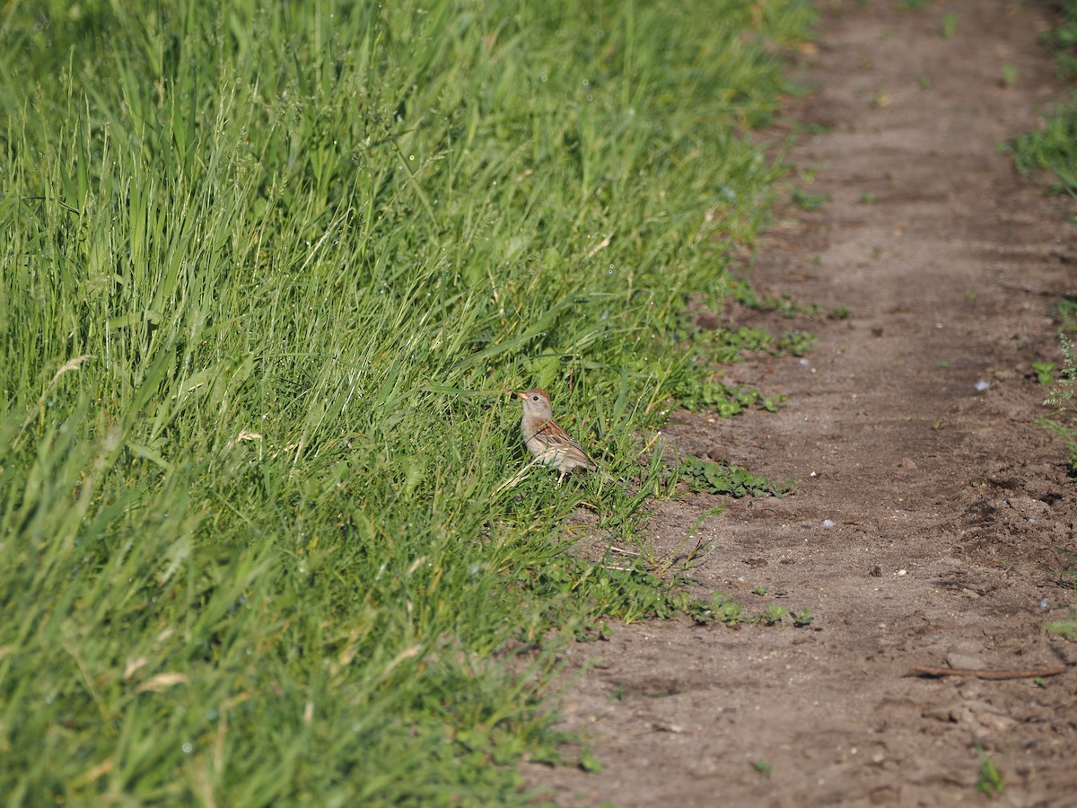 Field Sparrow - ML620100715