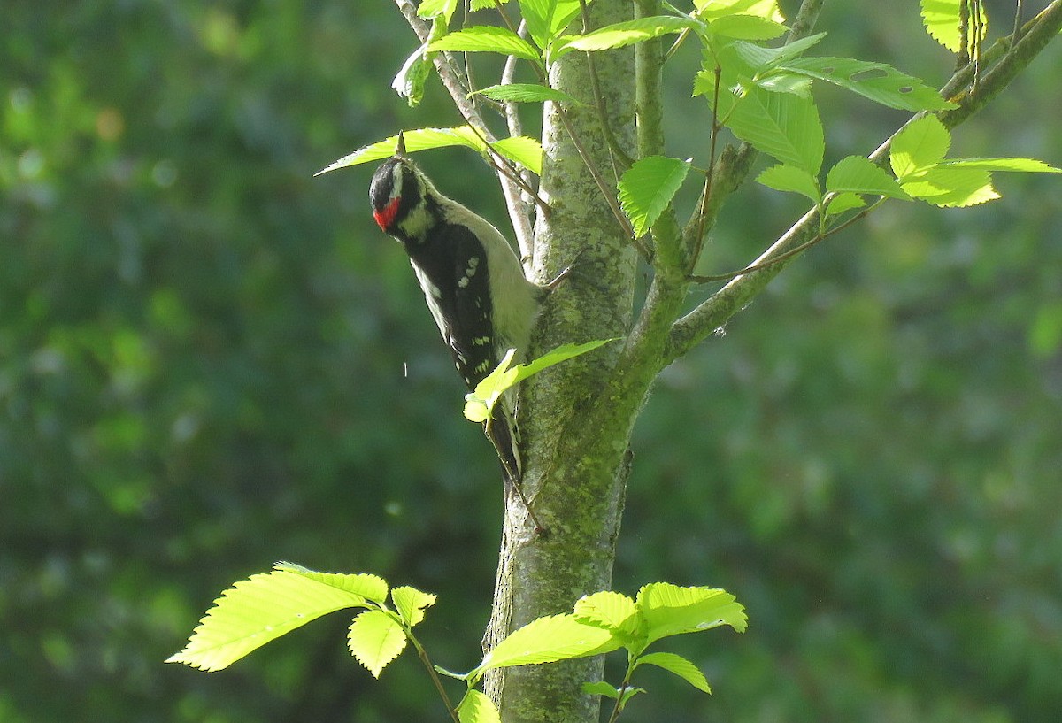 Downy Woodpecker - ML620100716
