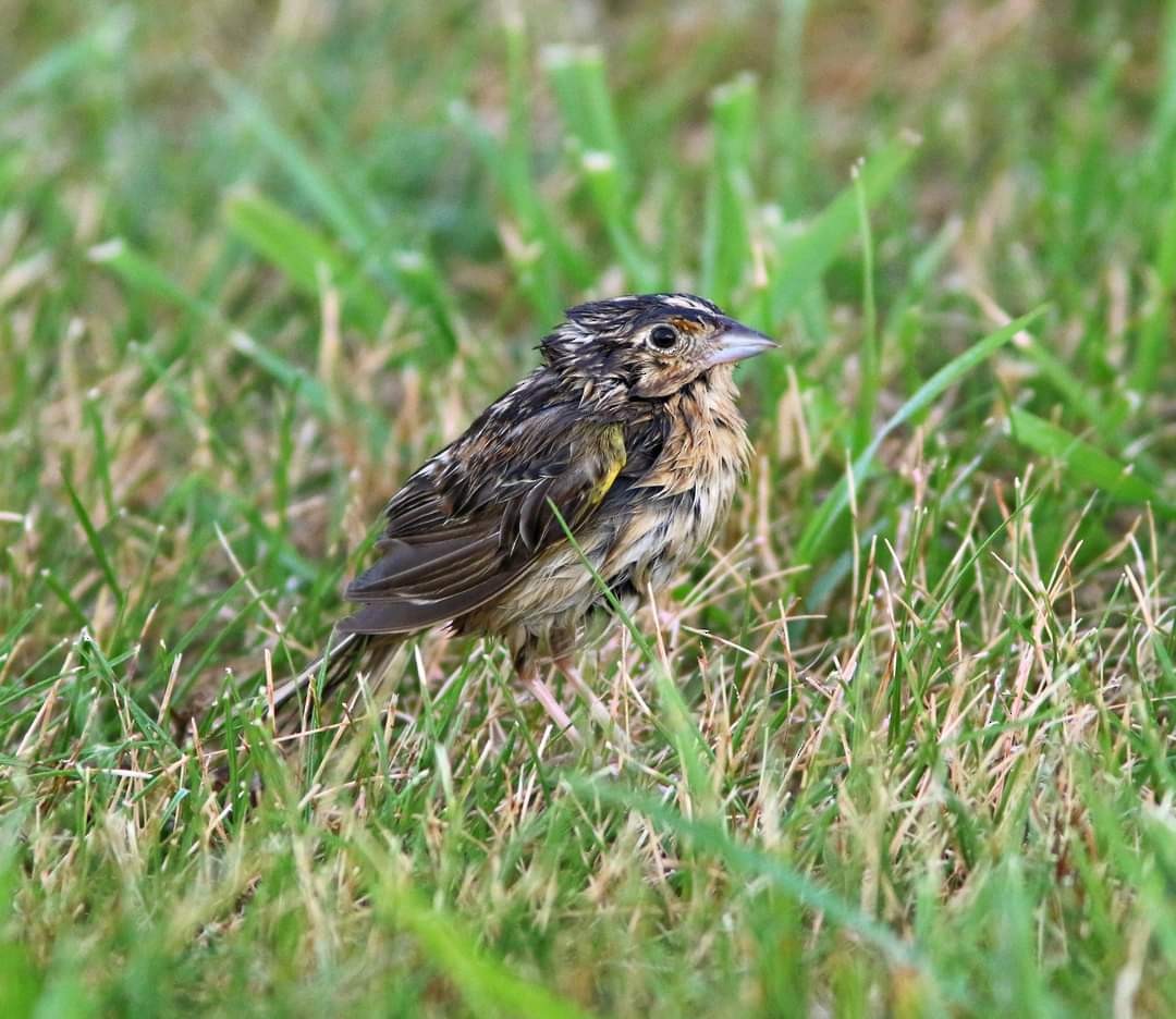 Grasshopper Sparrow - ML620100723