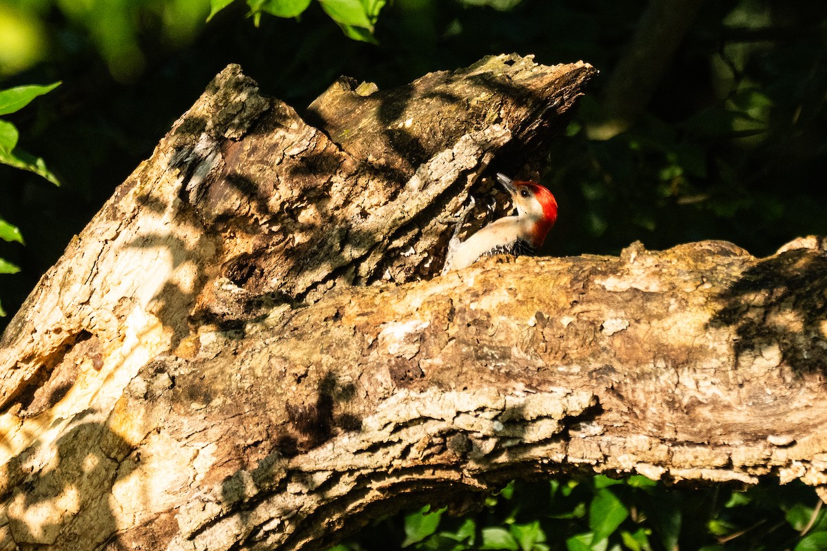 Red-bellied Woodpecker - ML620100732