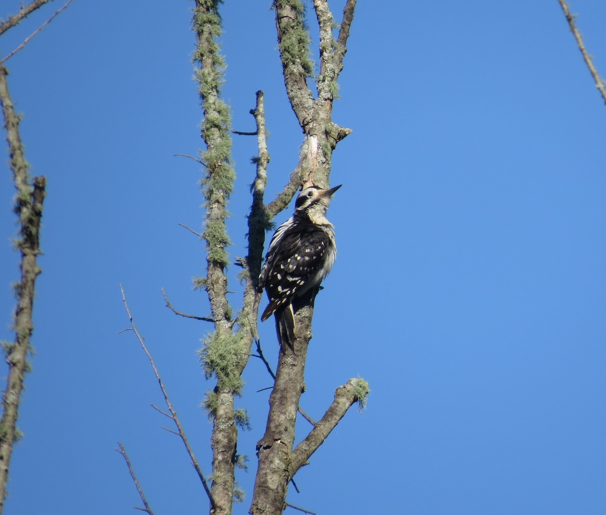 Hairy Woodpecker - ML620100747