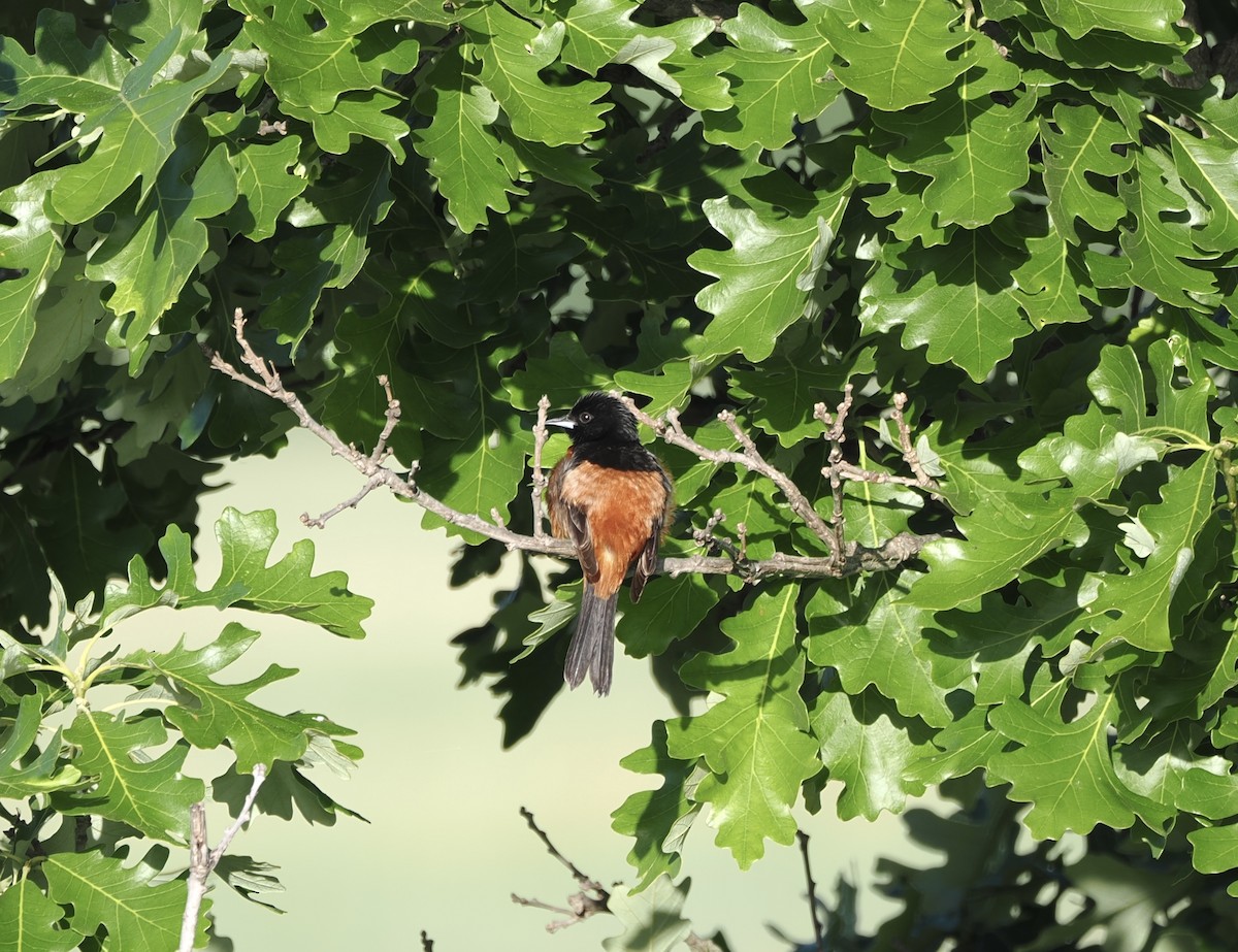 Orchard Oriole - ML620100750