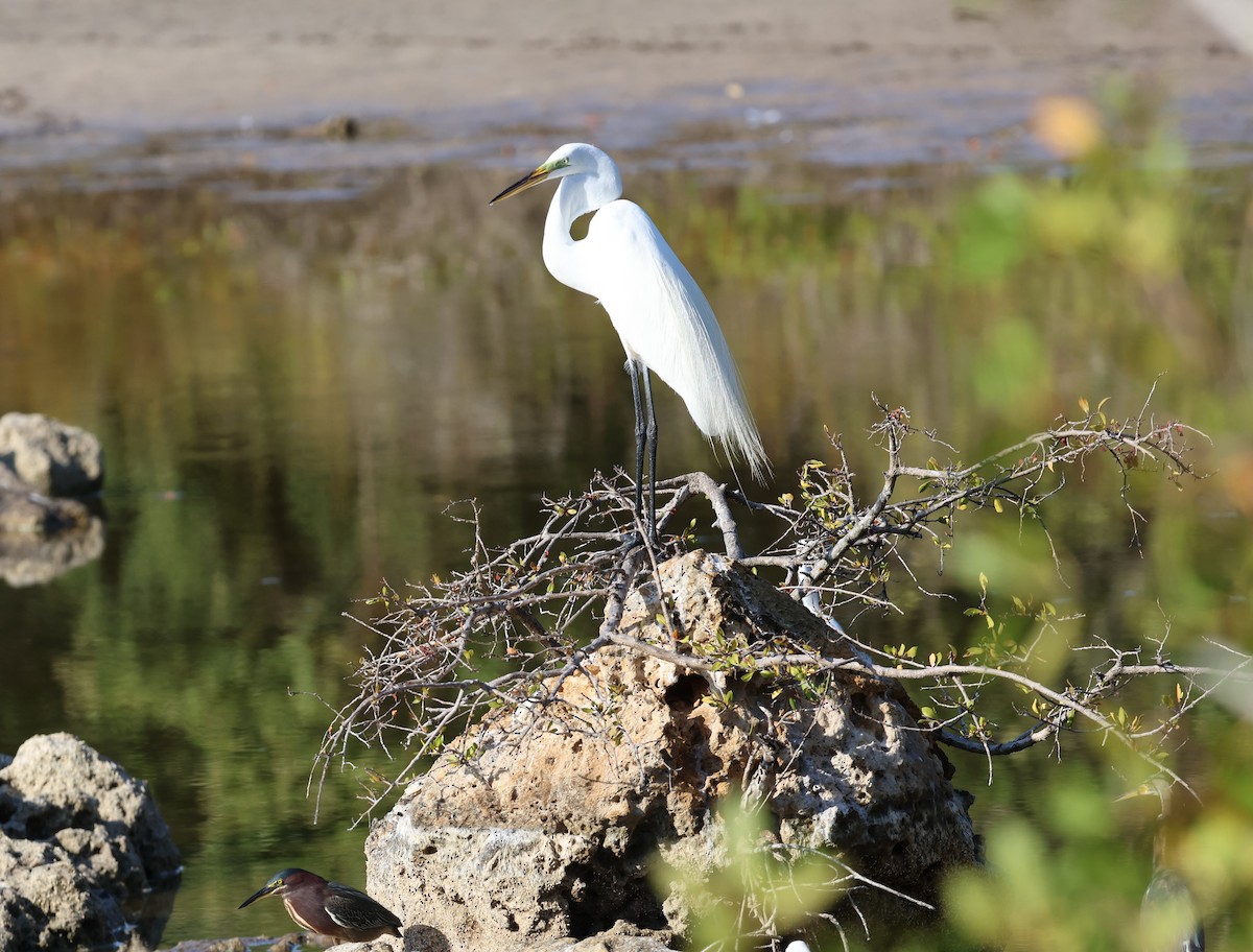 Snowy Egret - ML620100751